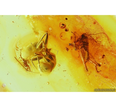 Rare Ant Formicidae Camponotus mengei ant Cricket Orthoptera. Fossil insects in Baltic amber #10507