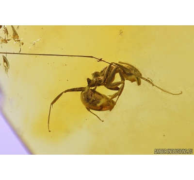 Ant Formicidae Dolichoderus and Cockroach Blataria. Fossil inclusions in Baltic amber #10516