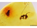 Ant Formicidae Dolichoderus and Cockroach Blataria. Fossil inclusions in Baltic amber #10516