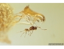 Ant Formicidae Ctenobethylus Goepperti and Rare Parasitic Wasp Mymarommatidae! Fossil insects in Big 53g! Ukrainian Rovno amber stone #10530R
