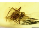 Ant Lasius Schiefferdeckeri and Wasp Hymenoptera. Fossil insects in Ukrainian Rovno amber #10531R
