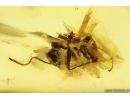 Ant Lasius Schiefferdeckeri and Wasp Hymenoptera. Fossil insects in Ukrainian Rovno amber #10531R