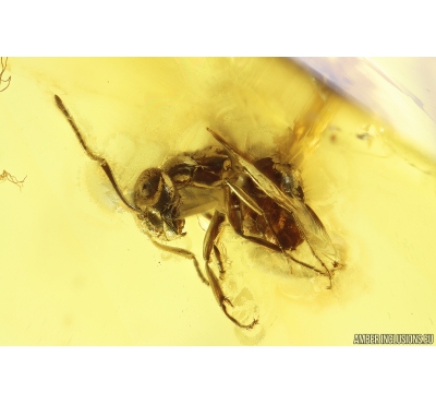 Ant Lasius Schiefferdeckeri and Wasp Hymenoptera. Fossil insects in Ukrainian Rovno amber #10531R