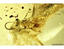 Ant Lasius Schiefferdeckeri and Wasp Hymenoptera. Fossil insects in Ukrainian Rovno amber #10531R