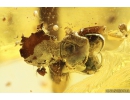 Flower, Spider, Caterpillar case and Ant. Fossil inclusions in Ukrainian Rovno amber #10535R