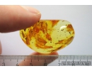 Flower, Spider, Caterpillar case and Ant. Fossil inclusions in Ukrainian Rovno amber #10535R