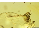 Flower, Spider, Caterpillar case and Ant. Fossil inclusions in Ukrainian Rovno amber #10535R