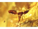 Ant Formicidae Ctenobethylus goepperti wit Mite Acari! Fossil insects in Ukrainian Rovno amber #10537R