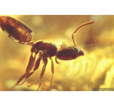 Ant Formicidae Ctenobethylus goepperti wit Mite Acari! Fossil insects in Ukrainian Rovno amber #10537R