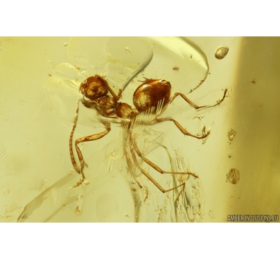 Rare Ant Formicidae Prenolepis henschei and Termite Isoptera. Fossil insects in Ukrainian Rovno amber #10541R