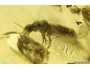 Rare Ant Formicidae Prenolepis henschei and Termite Isoptera. Fossil insects in Ukrainian Rovno amber #10541R