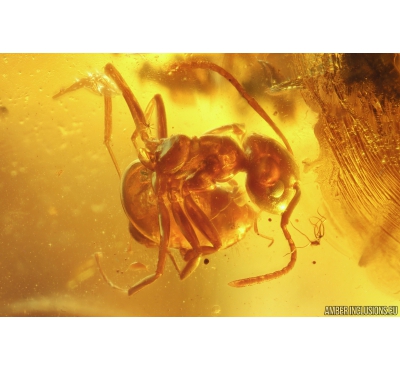 2 Ants Lasius Schiefferdeckeri. Fossil insects in Ukrainian Rovno amber #10550R