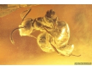 2 Ants Lasius Schiefferdeckeri. Fossil insects in Ukrainian Rovno amber #10550R