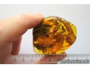 2 Ants Lasius Schiefferdeckeri. Fossil insects in Ukrainian Rovno amber #10550R