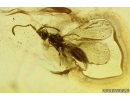 Rare Ant Formicidae Monomorium, Wasp Hymenoptera and More. Fossil insects in Ukrainian Rovno amber #10553R