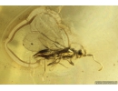 Rare Ant Formicidae Monomorium, Wasp Hymenoptera and More. Fossil insects in Ukrainian Rovno amber #10553R