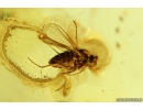 Rare Ant Formicidae Monomorium, Wasp Hymenoptera and More. Fossil insects in Ukrainian Rovno amber #10553R