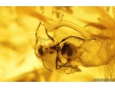 Ant Lasius schiefferdeckeri. Fossil insect in Baltic amber #10559