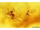 Nice rare Ant Formicidae Plagiolepsis. Fossil insect in Baltic amber #10576