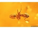 Bristletail Machilidae, Two Ants Hymenoptera and More. Fossil insects in Baltic amber #10584