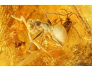 Bristletail Machilidae, Two Ants Hymenoptera and More. Fossil insects in Baltic amber #10584
