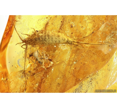 Bristletail Machilidae, Two Ants Hymenoptera and More. Fossil insects in Baltic amber #10584