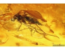 Bristletail Machilidae, Two Ants Hymenoptera and More. Fossil insects in Baltic amber #10584