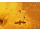 Bristletail Machilidae, Two Ants Hymenoptera and More. Fossil insects in Baltic amber #10584