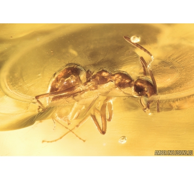 Ant Formicidae Prenolepis henschei, Mite Acari and Wasp Hymenoptera. Fossil insects in Ukrainian Rovno amber #10588R