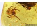 Winged Ant Formicidae Formica, Spider and Beetle. Fossil inclusions in Baltic amber #10592
