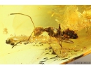 Ant Formicidae Camponotus mengei. Fossil insect in Baltic amber #10597