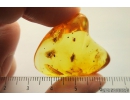 Ant Formicidae Dolichoderus and Two Wasps Hymenoptera. Fossil inclusions in Ukrainian Rovno amber #10607R