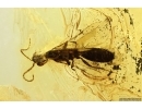 Two Rare Wasps Chrysidoidea Fossil insects in Baltic amber #10610