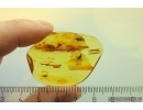 Two Rare Wasps Chrysidoidea Fossil insects in Baltic amber #10610