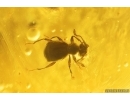 Rare Wasp Ichneumonidae Townesitinae, Bristletail and Beetle. Fossil insects in Big 52g! Ukrainian amber #10612R