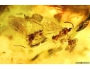 Two Wasps Braconidae Eubazus, Beetle larva and More. Fossil inclusions Baltic amber #10618