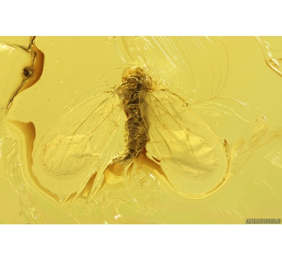 Whitefly Aleyrodidae. Fossil insect in Baltic amber #10635