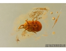 Ensign Wasp Evaniidae, Nice Coccid larva and More. Fossil insects in Baltic amber #10652