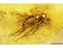 Ensign Wasp Evaniidae, Nice Coccid larva and More. Fossil insects in Baltic amber #10652