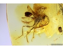 Ensign Wasp Evaniidae, Nice Coccid larva and More. Fossil insects in Baltic amber #10652