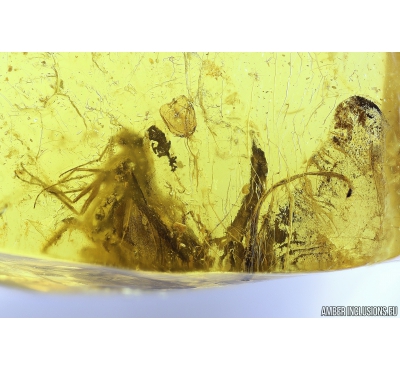 Mayfly Ephemeroptera, Leaf, Ants and More. Fossil insects in Baltic amber stone #10653