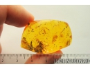 Mayfly Ephemeroptera, Leaf, Ants and More. Fossil insects in Baltic amber stone #10653