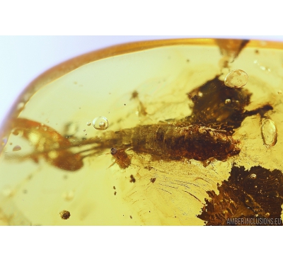 Bristletail Machilidae, Beetle Coleoptera, Springtail Collembola and More. Fossil insects in Baltic amber #10654