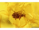 Bristletail Machilidae, Beetle Coleoptera, Springtail Collembola and More. Fossil insects in Baltic amber #10654