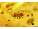 Bristletail Machilidae, Beetle Coleoptera, Springtail Collembola and More. Fossil insects in Baltic amber #10654