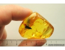 Nice Plant. Fossil inclusion in Ukrainian Rovno amber #10655R