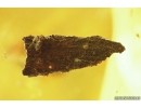 Nice Plant. Fossil inclusion in Ukrainian Rovno amber #10655R
