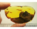 Big 60mm Plant. Fossil inclusion in Ukrainian Rovno amber #10656R