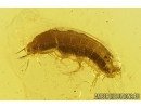 Springtail Collembola and Mite Acari. Fossil inclusions in Baltic amber #10657