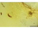Springtail Collembola and Mite Acari. Fossil inclusions in Baltic amber #10657